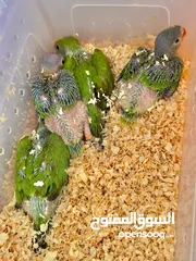  4 بيع فروخ بغبغاء الدره