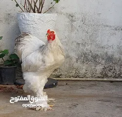  4 صيصان البراهما مستوى قوي للجادين فقط