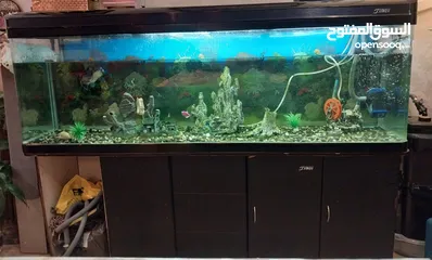  1 Used Aquarium