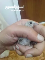  2 بفضل الله موجود ثلاث فراخ صيد نهر الأردن فحلين وطيرة