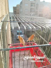  3 جوز كنار للبيع بدون قفص