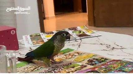  2 Green cheeked conure parrot