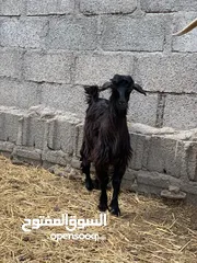  3 للبيع جدي مناسب