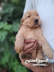  15 جراء جولدن مستوى عالي جدا