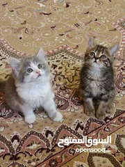  2 يوجد لدي اثنين ذكور عمر شهرين تابع الوصف