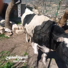  2 صلاة النبي عجل ذكر