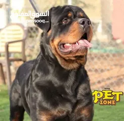  5 فندق خاص للكلاب