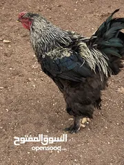  4 دجاج وديك براهمي للبيع