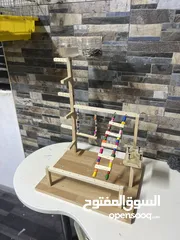  7 ببغاء الدرة