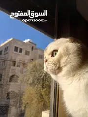  13 قط سكوتش فولد للتزاوج