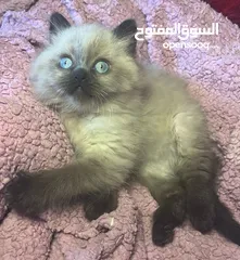  21 قطط ذكور عمر 3 اشهر واحد همالايا شوكليت بلو بوينت وواحد بريتش ريد عيون خضراء والاتنين شعر طويل ناعم