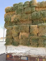  1 برسيم مستودع وزن ثقيل طول 90 في الرياض الجنادرية نادي سباقات الخيل العدد 205