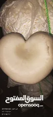  19 فطر محاري بلدي