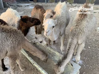  4 قعدان عدد 6 للبيع