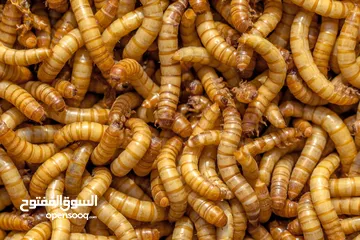  3 Live Mealworms for Sale – High Quality Feed (100Count)for reptiles and fish and turtle and chicken