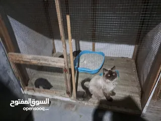  24 قفص مستعمل يدوي متر ونصف في 80 سم.................................................................