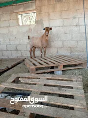  1 ذبح جميع انواع الاضاحي