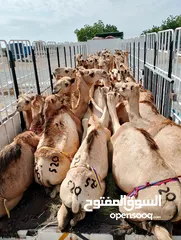  8 camels Muscat barka