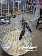  6 MAYNA BIRDS