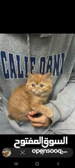  1 Orange Persian cat