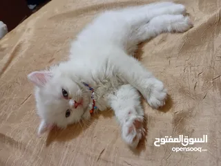  2 بسه شيرازيه للبيع عمرها تقريبا شهر
