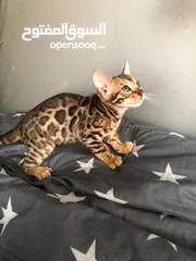  2 pure bengal kitten 3 months old fully vaccinated with passport.