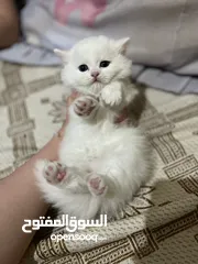  2 قطط سكوتش فولد