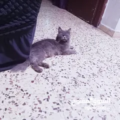  3 قطط هيمالايا رمادي