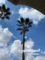  9 فني أشجار النخيل