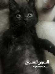  10 للمهتمين فقططط قطط للبيع سيامي وبريتش