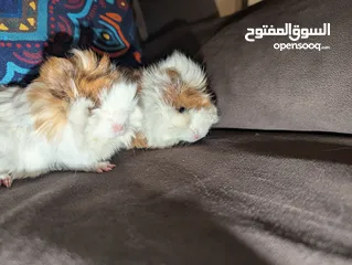 5 ارنب هندي . ارانب هندية .guinea pig