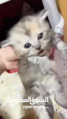  29 قططط للبيع