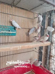  4 متاح جوزين جاوا مخاليف بايد لون ابيض والمنيوم وجوز لون اسود