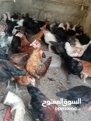  4 دجاج عماني بيع