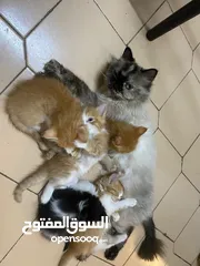  5 قطه سيامي هملايا للتبني