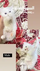  2 Persian kitten for sale