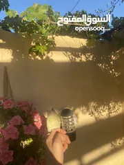  2 أنثى روز أليفه للبيع