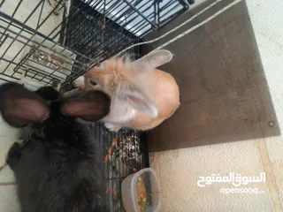  10 ارانب  lion head ذكور نوعهم راس الاسد Rabbits