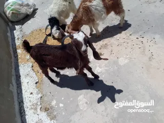  3 ثلاث سخال للبيع
