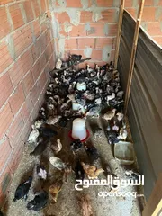  7 دجاج  فيومي وعربي وجيان