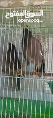  2 متوفر   فرخين  طيور  مينا   زق  يدوي
