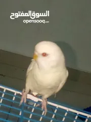  2 طيور حب للبيع جوز