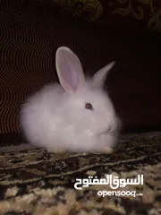  8 rabbit&bunny ارانب