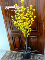  17 أشجار لوزيات أغصان طبيعي