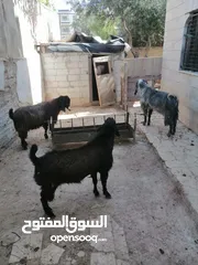  3 ثلاث تيوس البيع