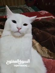  7 قطط شرازي للبيع في صنعاء الاصبحي المقالح