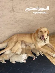  25 All puppies