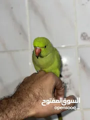  2 Non biting parrot