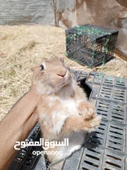  18 ارانب نخب للبيع