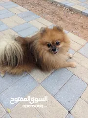  1 كلب - Dog  Pomeranian